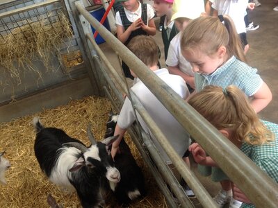 Image of Year 1 Trip to the Farm!